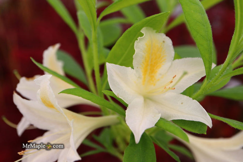 - Azalea 'Tom Corley’ Auburn Deciduous Azalea - Mr Maple │ Buy Japanese Maple Trees