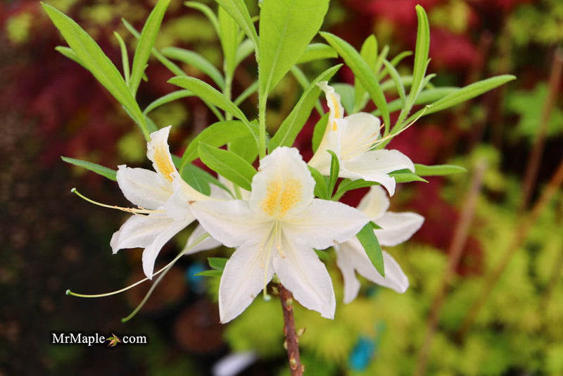 - Azalea 'Tom Corley’ Auburn Deciduous Azalea - Mr Maple │ Buy Japanese Maple Trees