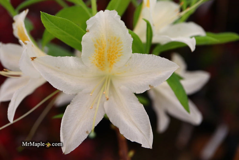 - Azalea 'Tom Corley’ Auburn Deciduous Azalea - Mr Maple │ Buy Japanese Maple Trees