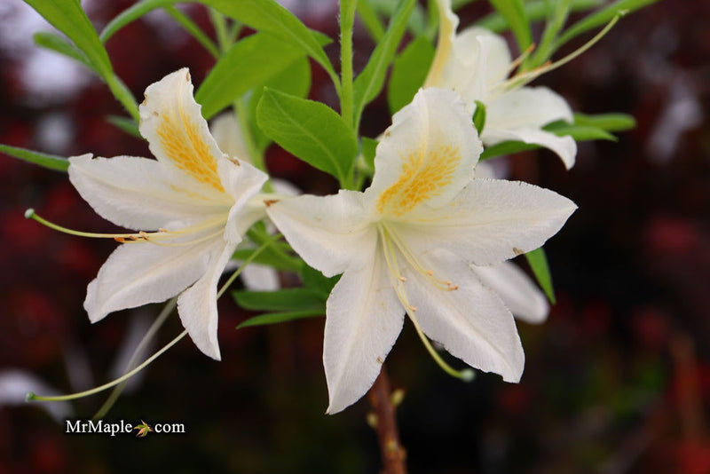 - Azalea 'Tom Corley’ Auburn Deciduous Azalea - Mr Maple │ Buy Japanese Maple Trees