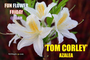 - Azalea 'Tom Corley’ Auburn Deciduous Azalea - Mr Maple │ Buy Japanese Maple Trees