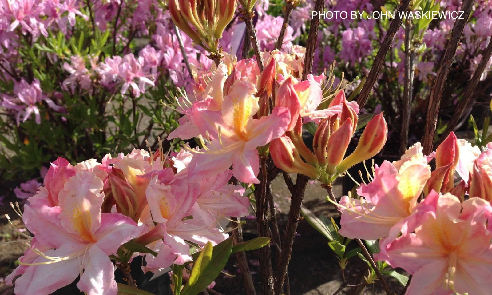 Buy Azalea 'Tri-Lights' Pink Flowers Deciduous Azalea — Mr Maple