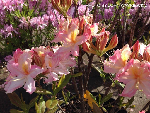 - Azalea 'Tri-Lights’ Lavender Flowers Deciduous Azalea - Mr Maple │ Buy Japanese Maple Trees