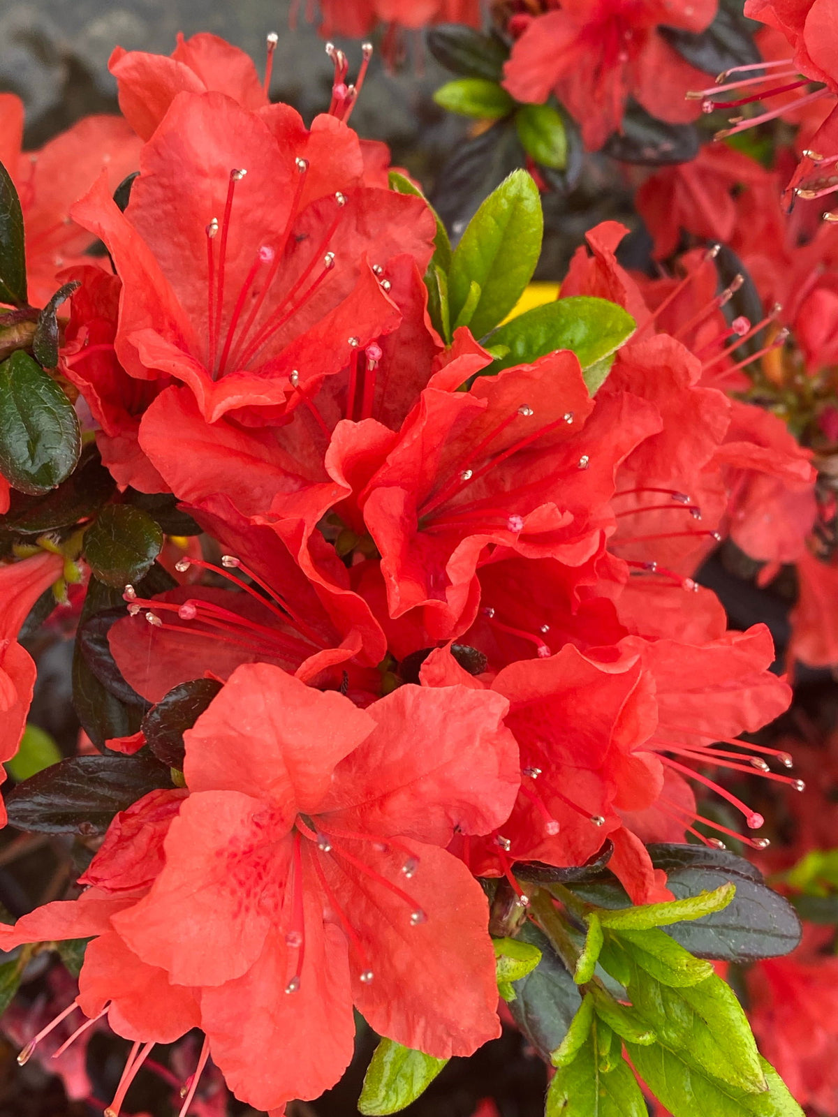 Buy Azalea 'Trouper' Red Flowering Azalea — Mr Maple │ Buy