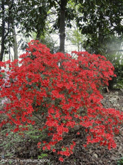 - Azalea 'Trouper’ Red Flowering Azalea - Mr Maple │ Buy Japanese Maple Trees