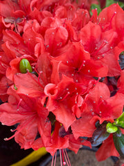 - Azalea 'Trouper’ Red Flowering Azalea - Mr Maple │ Buy Japanese Maple Trees