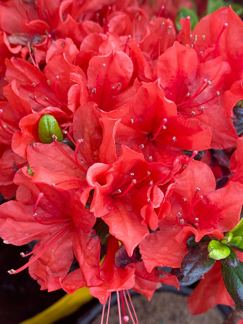 - Azalea 'Trouper’ Red Flowering Azalea - Mr Maple │ Buy Japanese Maple Trees