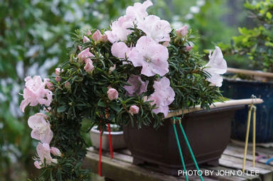 - Azalea 'Tsuki no shimo’ Cupped Leaf Satsuki Azalea - Mr Maple │ Buy Japanese Maple Trees