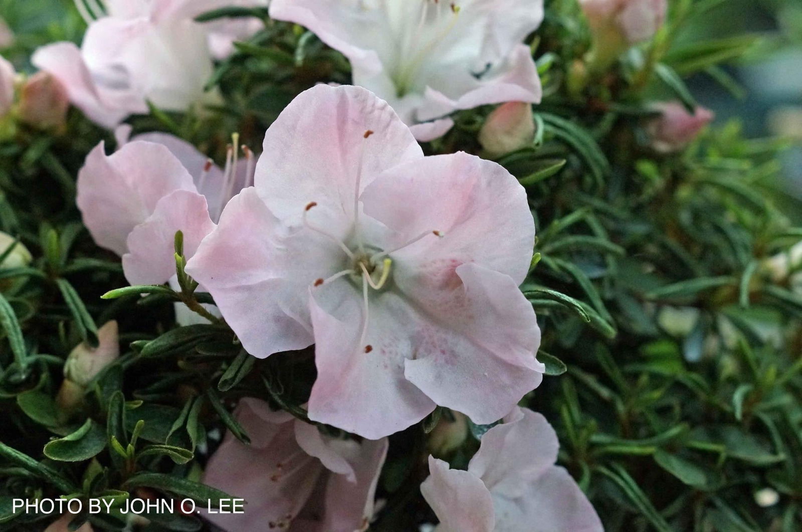 Buy Azalea 'Tsuki no shimo' White Pink Blooming Azalea — Mr Maple