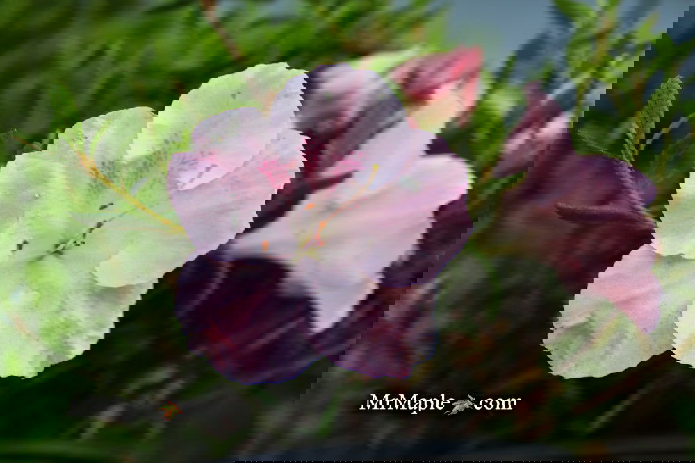 Buy Azalea 'Tsuki no shimo' White Pink Blooming Azalea — Mr Maple