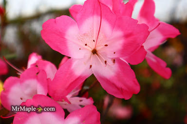 - Azalea 'Vibrant’ Pink Variegated Harris Azalea - Mr Maple │ Buy Japanese Maple Trees