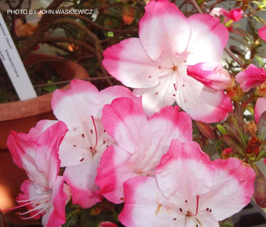 - Azalea 'Vibrant’ Pink Variegated Harris Azalea - Mr Maple │ Buy Japanese Maple Trees