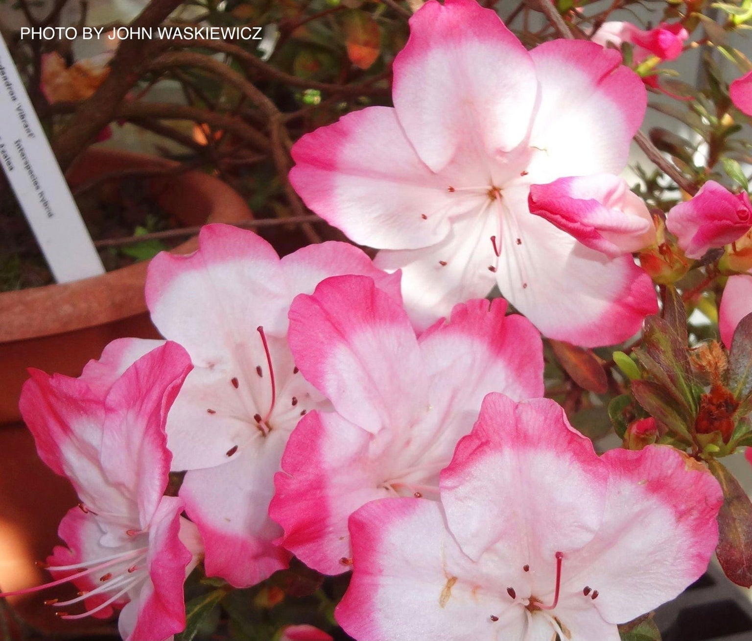 Buy Azaleas and Rhododendron — Mr Maple │ Buy Japanese Maple Trees