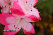 - Azalea 'Vibrant’ Pink Variegated Harris Azalea - Mr Maple │ Buy Japanese Maple Trees