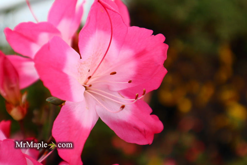 - Azalea 'Vibrant’ Pink Variegated Harris Azalea - Mr Maple │ Buy Japanese Maple Trees