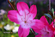 - Azalea 'Vibrant’ Pink Variegated Harris Azalea - Mr Maple │ Buy Japanese Maple Trees