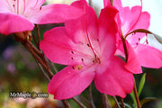 - Azalea 'Vibrant’ Pink Variegated Harris Azalea - Mr Maple │ Buy Japanese Maple Trees