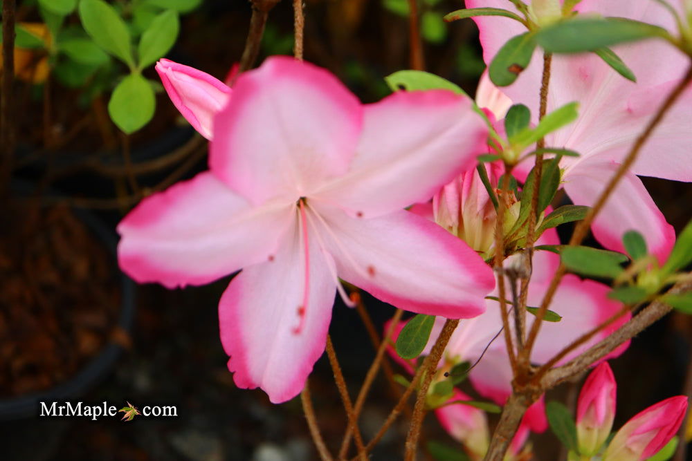 Buy Azalea 'Vibrant' Pink Variegated Harris Azalea — Mr Maple