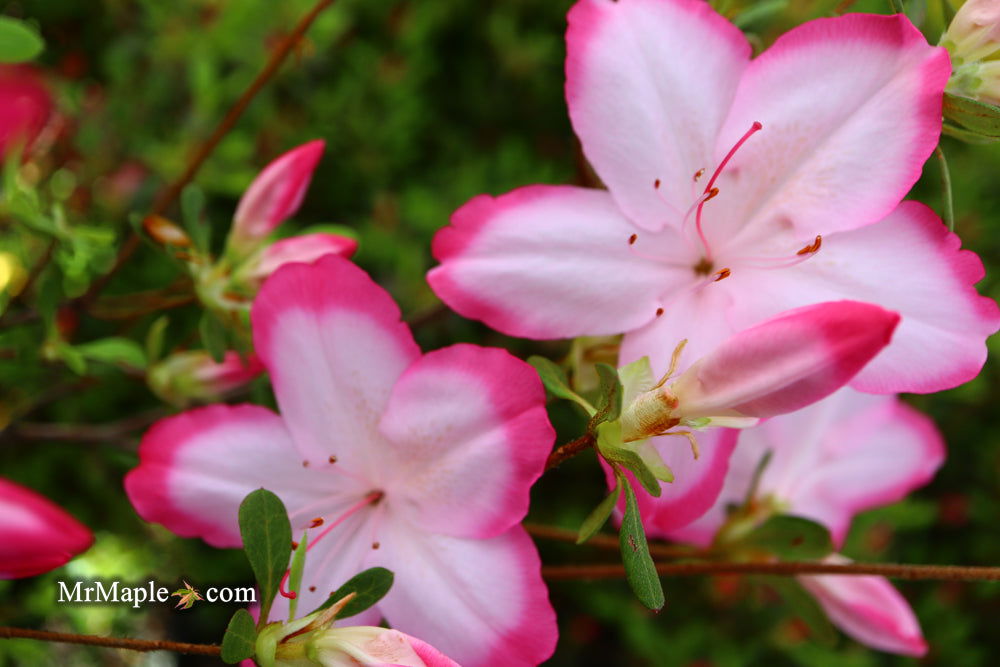 Buy Azalea 'Vibrant' Pink Variegated Harris Azalea — Mr Maple
