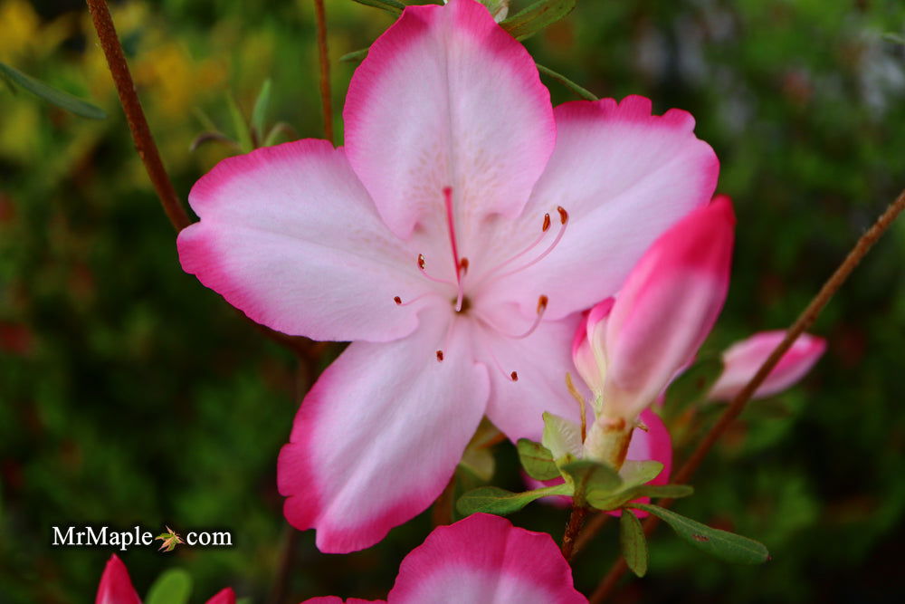 Buy Azalea 'Vibrant' Pink Variegated Harris Azalea — Mr Maple