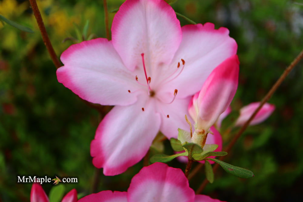 Buy Azalea 'Vibrant' Pink Variegated Harris Azalea — Mr Maple
