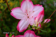 - Azalea 'Vibrant’ Pink Variegated Harris Azalea - Mr Maple │ Buy Japanese Maple Trees