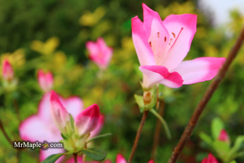 J-POP 激レア　ピンクバルーンCD Buy Azalea 'Vibrant' Pink Variegated Harris Azalea — Mr Maple