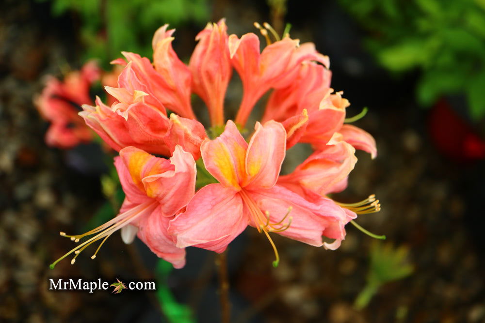 花卉 Azalea 'Christi Lyn' Azalea Christi Lyn from Saunders Brothers Inc