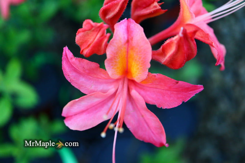 - Azalea 'Vineland #13’ Red Flowering Azalea Native - Mr Maple │ Buy Japanese Maple Trees