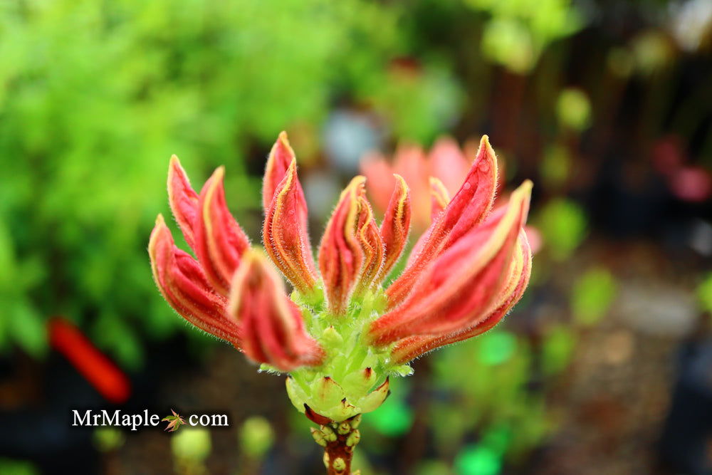 Buy Azalea 'Vineland #13' Red Flowering Azalea — Mr Maple │ Buy