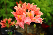 - Azalea 'Vineland #13’ Red Flowering Azalea Native - Mr Maple │ Buy Japanese Maple Trees