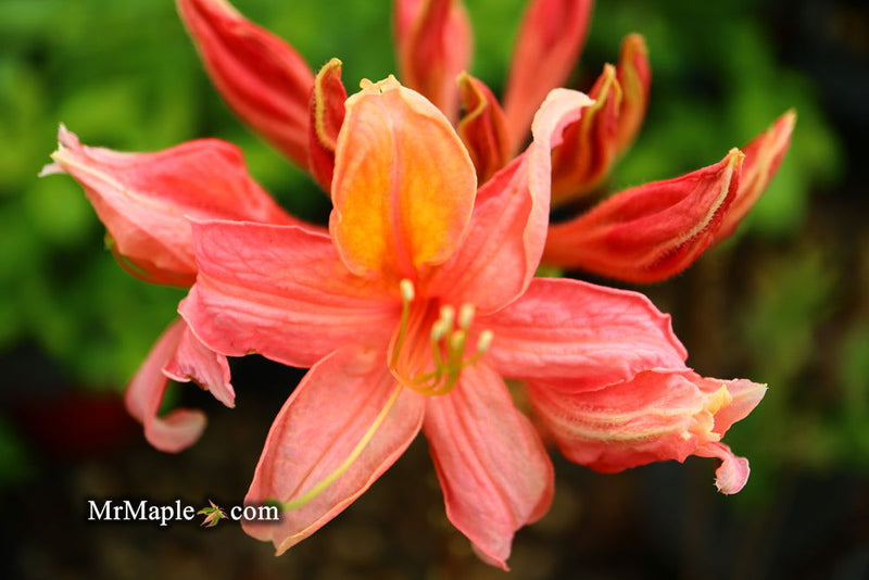 - Azalea 'Vineland #13’ Red Flowering Azalea Native - Mr Maple │ Buy Japanese Maple Trees