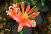 - Azalea 'Vineland #13’ Red Flowering Azalea Native - Mr Maple │ Buy Japanese Maple Trees