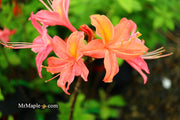 - Azalea 'Vineland #13’ Red Flowering Azalea Native - Mr Maple │ Buy Japanese Maple Trees