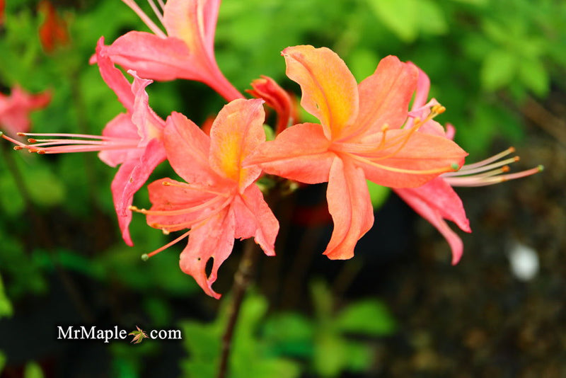 - Azalea 'Vineland #13’ Red Flowering Azalea Native - Mr Maple │ Buy Japanese Maple Trees