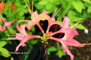 - Azalea 'Vineland #13’ Red Flowering Azalea Native - Mr Maple │ Buy Japanese Maple Trees