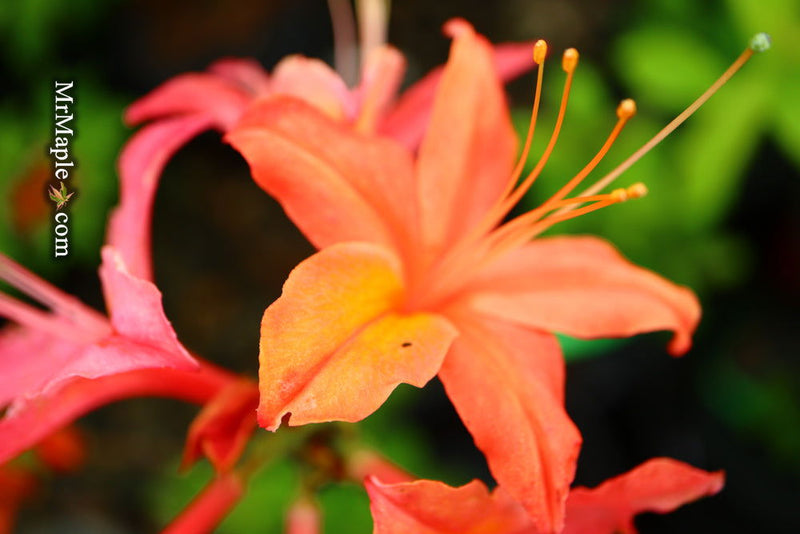 - Azalea 'Vineland #13’ Red Flowering Azalea Native - Mr Maple │ Buy Japanese Maple Trees