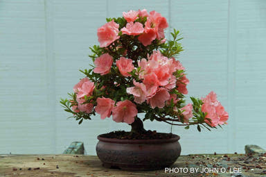 - Azalea 'Wakaebisu’ Coral Pink Flowering Satsuki Azalea - Mr Maple │ Buy Japanese Maple Trees