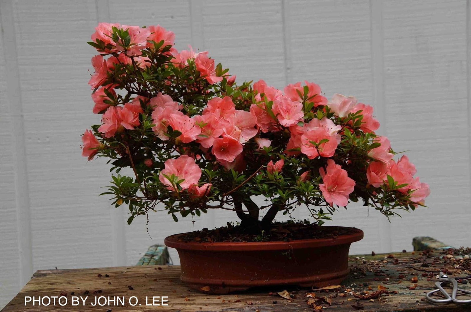 Buy Azalea 'Wakaebisu’ Coral Pink Flowering Satsuki Azalea — Mr Maple ...