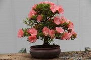 - Azalea 'Wakaebisu’ Coral Pink Flowering Satsuki Azalea - Mr Maple │ Buy Japanese Maple Trees