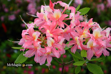 - Azalea 'Walter Ligon’ Pink Native Azalea - Mr Maple │ Buy Japanese Maple Trees