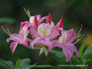 - Azalea 'Walter Ligon’ Pink Native Azalea - Mr Maple │ Buy Japanese Maple Trees