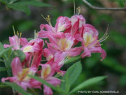 - Azalea 'Walter Ligon’ Pink Native Azalea - Mr Maple │ Buy Japanese Maple Trees