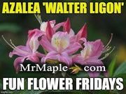 - Azalea 'Walter Ligon’ Pink Native Azalea - Mr Maple │ Buy Japanese Maple Trees