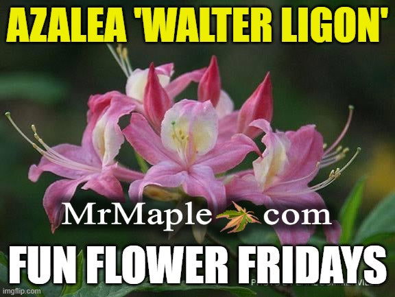 - Azalea 'Walter Ligon’ Pink Native Azalea - Mr Maple │ Buy Japanese Maple Trees