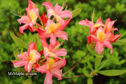 - Azalea 'Walter Ligon’ Pink Native Azalea - Mr Maple │ Buy Japanese Maple Trees
