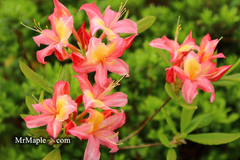 - Azalea 'Walter Ligon’ Pink Native Azalea - Mr Maple │ Buy Japanese Maple Trees