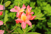 - Azalea 'Walter Ligon’ Pink Native Azalea - Mr Maple │ Buy Japanese Maple Trees