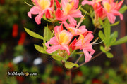 - Azalea 'Walter Ligon’ Pink Native Azalea - Mr Maple │ Buy Japanese Maple Trees