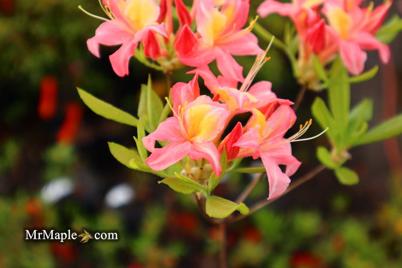 - Azalea 'Walter Ligon’ Pink Native Azalea - Mr Maple │ Buy Japanese Maple Trees